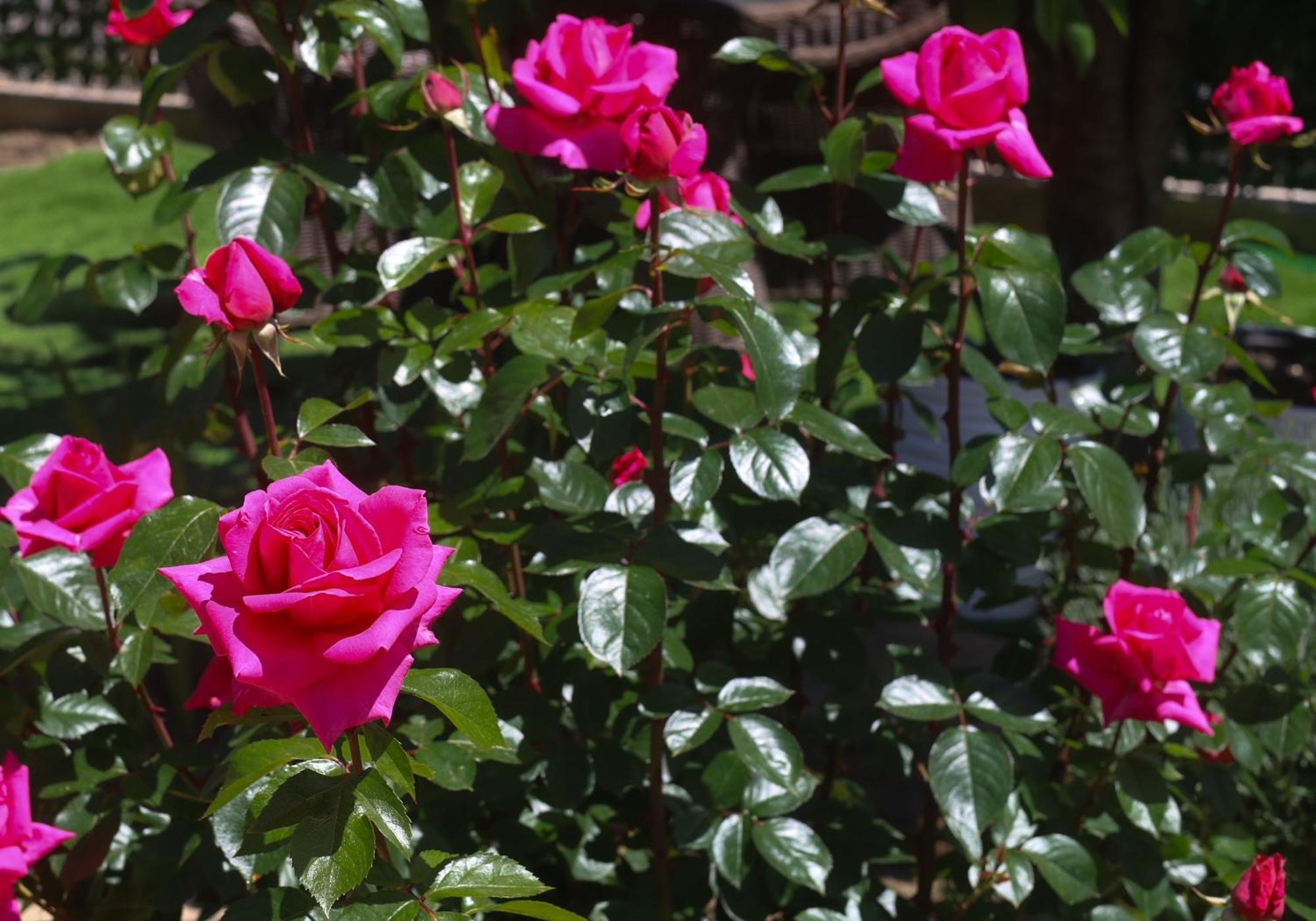 Magnolia Ξενοδοχείο Vama Veche Εξωτερικό φωτογραφία
